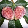 Violette de Bordeaux Fig Live Plant – Sweet Edible Fruit Tree – Starter Plant 5-7 Inch – Zone 6-10 - Image 1