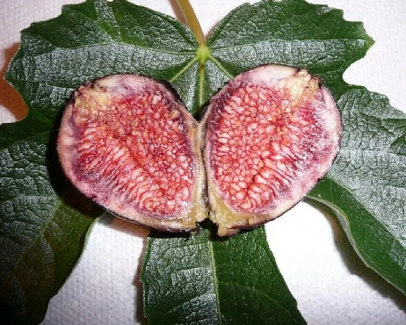 Violette de Bordeaux Fig Live Plant – Sweet Edible Fruit Tree – Starter Plant 5-7 Inch – Zone 6-10 - Image 1