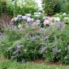 Vitex 'Rock Steady' Chastetree Live Plant - 10-16 Inch Starter Shrub - Image 1