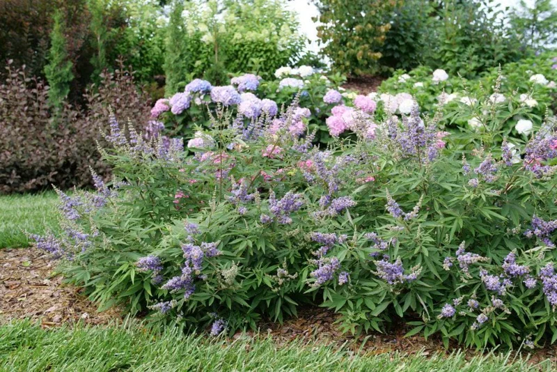 Vitex 'Rock Steady' Chastetree Live Plant - 10-16 Inch Starter Shrub - Image 1