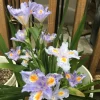 Walking Iris Live Plant – Fringed Purple Flowers – 3 Bare Root Rhizomes – Outdoor - Image 1