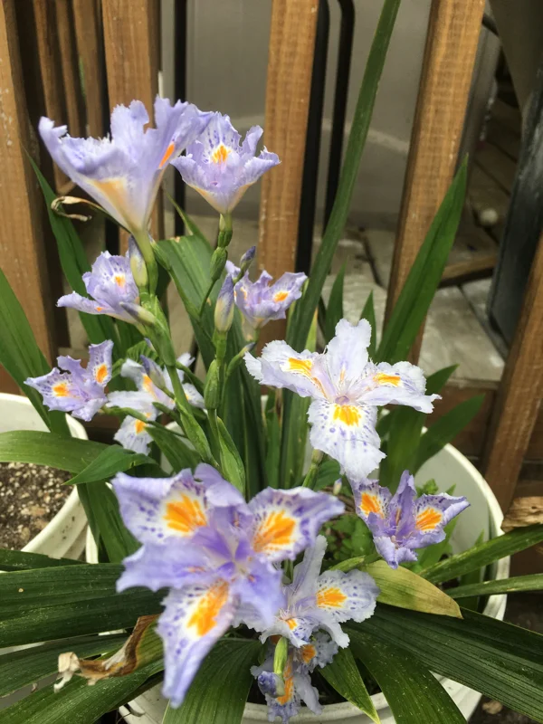 Walking Iris Live Plant – Fringed Purple Flowers – 3 Bare Root Rhizomes – Outdoor - Image 1