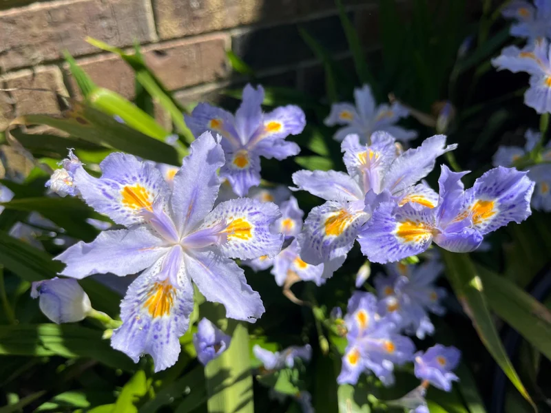 Walking Iris Live Plant – Fringed Purple Flowers – 3 Bare Root Rhizomes – Outdoor - Image 2