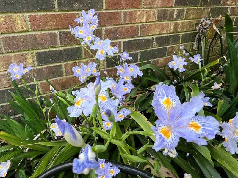 Walking Iris Live Plant – Fringed Purple Flowers – 3 Bare Root Rhizomes – Outdoor - Image 3