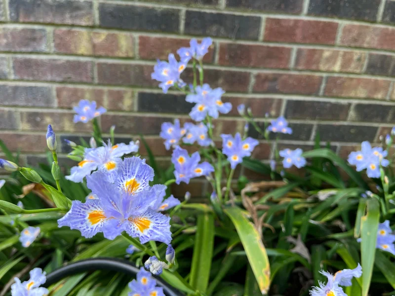Walking Iris Live Plant – Fringed Purple Flowers – 3 Bare Root Rhizomes – Outdoor - Image 4