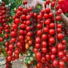 Waterfall Cherry Tomato Seeds - Ultra Sweet, Rare, Non-GMO - 150+ Seeds - Image 1