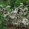Weigela 'Wine and Spirits' Live Shrub - Starter Plant, 8-12 Inch Tall, Outdoor - Image 1