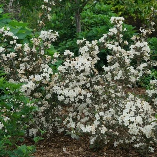 Weigela 'Wine and Spirits' Live Shrub - Starter Plant, 8-12 Inch Tall, Outdoor - Image 1