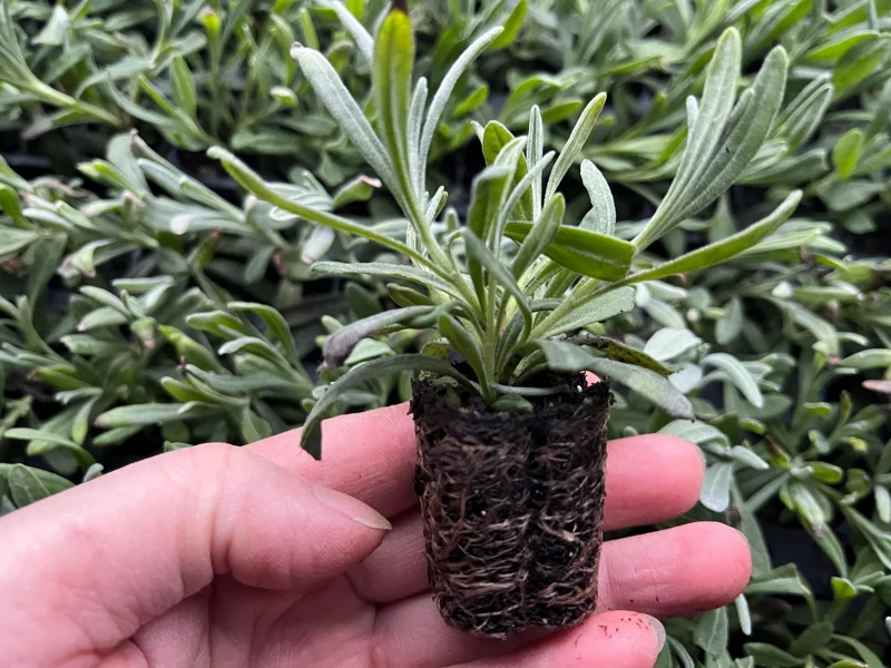 White Lavender Starter Plant - Live Perennial Herb, Fragrant French, 1-3 inch Pot - Image 2
