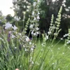 White Lavender Starter Plant - Live Perennial Herb, Fragrant French, 1-3 inch Pot - Image 1