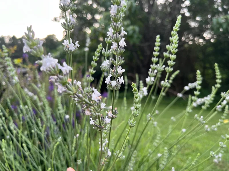 White Lavender Starter Plant - Live Perennial Herb, Fragrant French, 1-3 inch Pot - Image 1