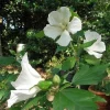 White Rose of Sharon 'Diana' Hibiscus Syriacus Live Plant 4-6 Inch Starter - Image 1