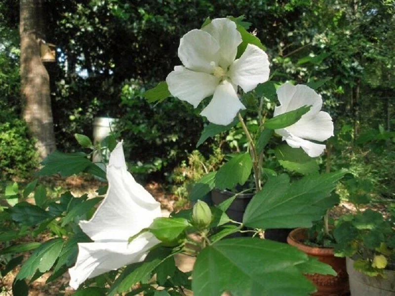 White Rose of Sharon 'Diana' Hibiscus Syriacus Live Plant 4-6 Inch Starter - Image 1