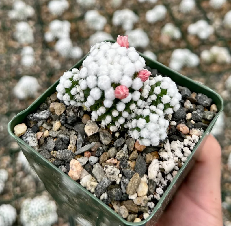 White Snowcap Cactus Mammillaria Gracilis Live Plant – Rare Indoor Cactus in 2 inch or 3.5 inch Pot - Image 2
