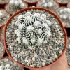 White Snowcap Cactus Mammillaria Gracilis Live Plant – Rare Indoor Cactus in 2 inch or 3.5 inch Pot - Image 1