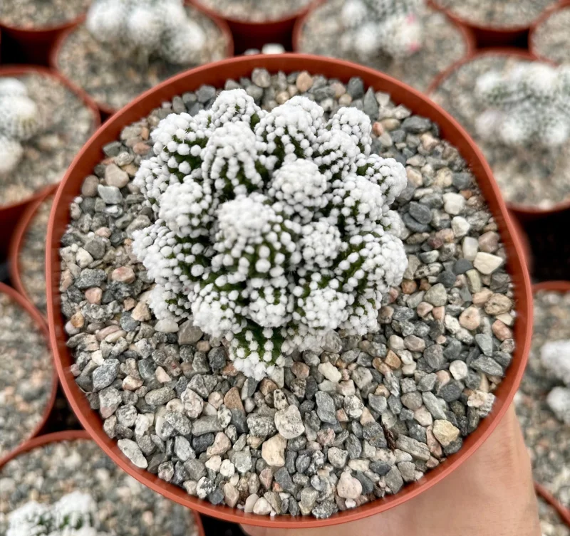 White Snowcap Cactus Mammillaria Gracilis Live Plant – Rare Indoor Cactus in 2 inch or 3.5 inch Pot - Image 1