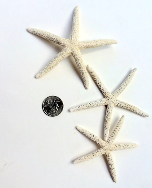 White Starfish Seashell Decor - 3-4 inch Natural Ocean Wedding Accent - Image 2