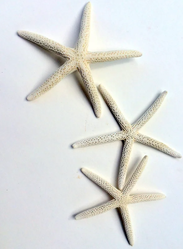 White Starfish Seashell Decor - 3-4 inch Natural Ocean Wedding Accent - Image 3
