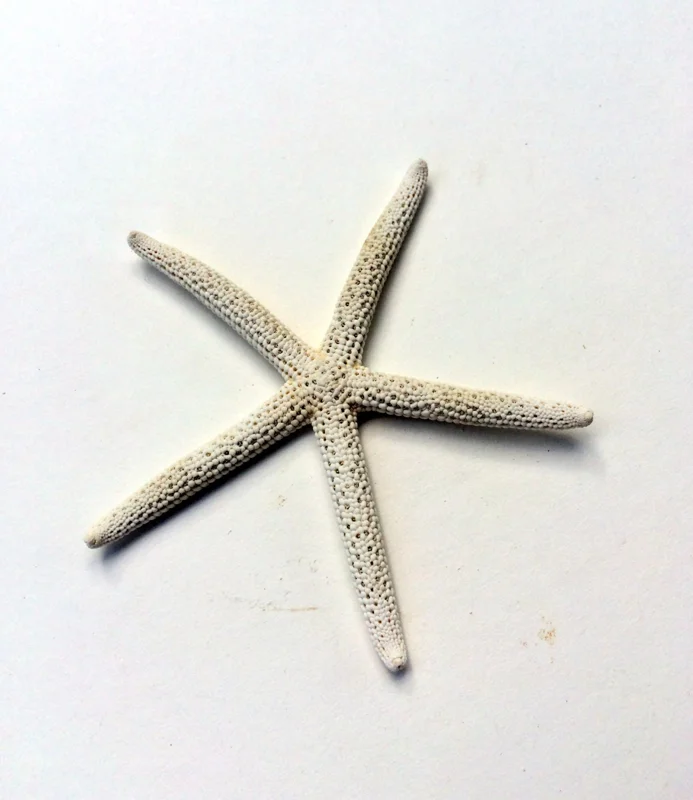 White Starfish Seashell Decor - 3-4 inch Natural Ocean Wedding Accent - Image 4