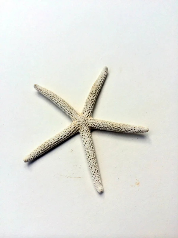 White Starfish Seashell Decor - 3-4 inch Natural Ocean Wedding Accent - Image 5