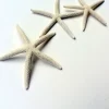 White Starfish Seashell Decor - 3-4 inch Natural Ocean Wedding Accent - Image 1