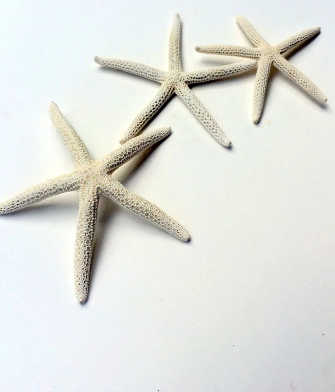 White Starfish Seashell Decor - 3-4 inch Natural Ocean Wedding Accent - Image 1
