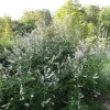 White Vitex Agnus Castus Live Plant - Chaste Tree Shrub - 10-14 Inch Tall - Image 1