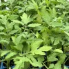 Whopper Tomato Live Plants - 3 Pack, 6-10 Inches Tall, 60+ Days Old, Vegetative Stage - Image 1