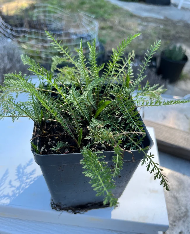 Yarrow, Achillea Millefolium Live Plants, Organically Grown 3.5" Pot - Image 2