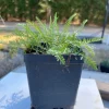 Yarrow, Achillea Millefolium Live Plants, Organically Grown 3.5" Pot - Image 1