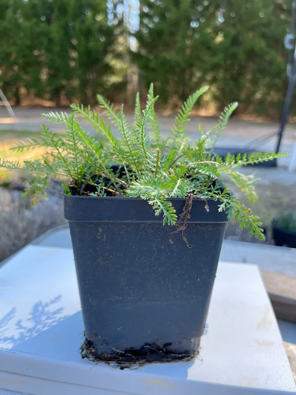 Yarrow, Achillea Millefolium Live Plants, Organically Grown 3.5" Pot - Image 1