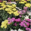 Yarrow Live Plant (Achillea Millefolium) - Healthy Starter Plant for Outdoors, Zones 5-9 - Image 1