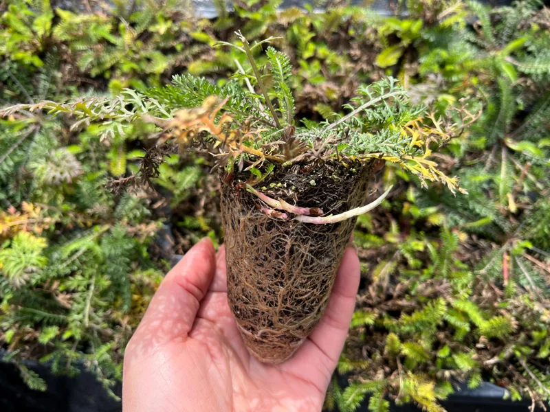 Yarrow Live Plant – Achillea Starter Plant – Hardy Perennial – 2-2.25" Pot - Image 2