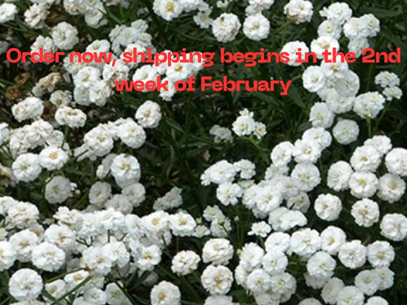 Yarrow Live Plant – Achillea Starter Plant – Hardy Perennial – 2-2.25" Pot - Image 3