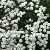 Yarrow Live Plant – Achillea Starter Plant – Hardy Perennial – 2-2.25" Pot - Image 1