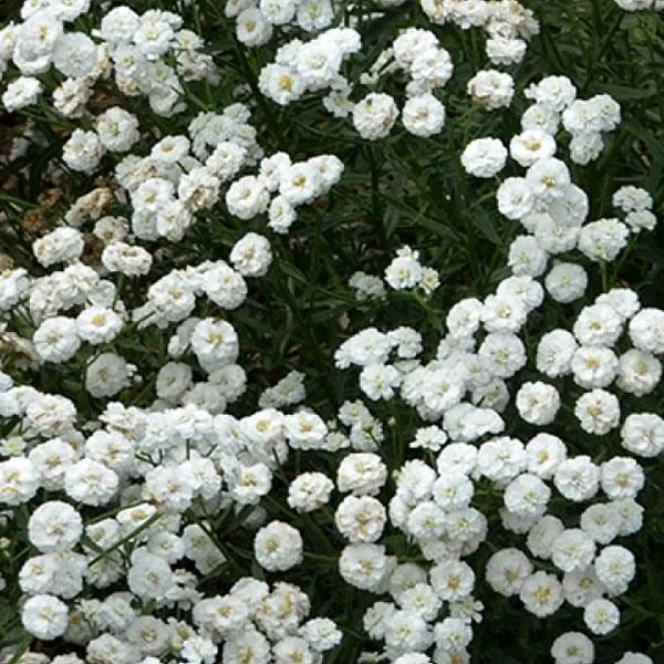 Yarrow Live Plant – Achillea Starter Plant – Hardy Perennial – 2-2.25" Pot - Image 1