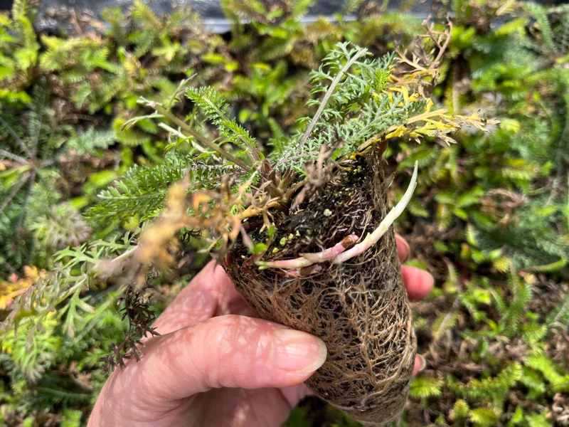 Yarrow Live Plant – Achillea Starter Plant – Hardy Perennial – 2-2.25" Pot - Image 5