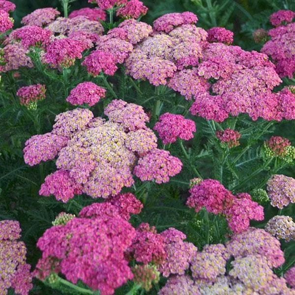 Yarrow Live Plant – Achillea Starter Plant – Hardy Perennial – 2-2.25" Pot - Image 6