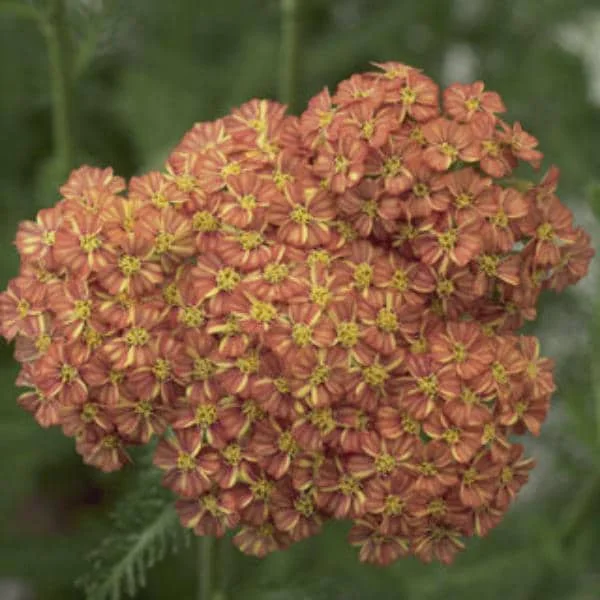 Yarrow Live Plant – Achillea Starter Plant – Hardy Perennial – 2-2.25" Pot - Image 7