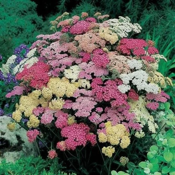 Yarrow Live Plant – Achillea Starter Plant – Hardy Perennial – 2-2.25" Pot - Image 8