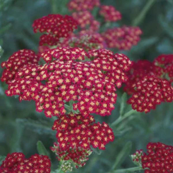 Yarrow Live Plant – Achillea Starter Plant – Hardy Perennial – 2-2.25" Pot - Image 9