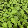 Yellow Carolina Reaper Super Hot Pepper Live Plants - Lot of 3, 75+ Days Old, Vegetative Stage - Image 1