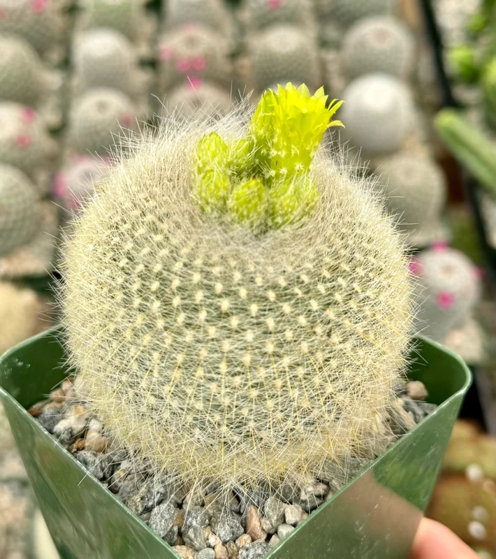 Yellow Crown Cactus Live Plant - Notocactus Graessneri in 4 Inch Pot - Image 2