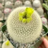 Yellow Crown Cactus Live Plant - Notocactus Graessneri in 4 Inch Pot - Image 1