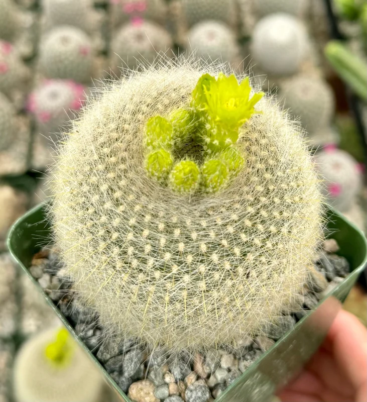 Yellow Crown Cactus Live Plant - Notocactus Graessneri in 4 Inch Pot - Image 1
