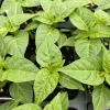 Yellow Jamaica Scotch Bonnet Chili Live Plants - Super Hot Pepper - Lot of 3 - Image 1