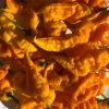 Yinzer Golden Ghost Pittsburgh Chili Live Plants - Super Hot Pepper (3 Pack) - Image 1