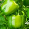 Yolo Wonder Bell Pepper Live Plants - Sweet Green Pepper - Set of 3 - Image 1