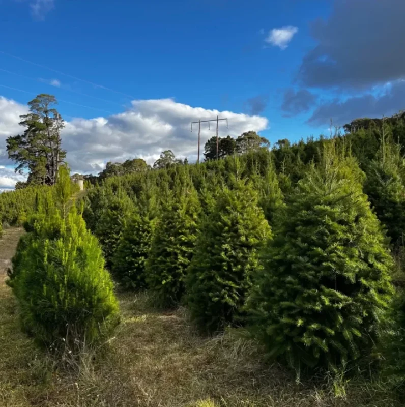 2 Live Douglas Fir Trees - Small Potted Evergreen Plants - Fragrant & Hardy - Image 2
