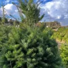 2 Live Douglas Fir Trees - Small Potted Evergreen Plants - Fragrant & Hardy - Image 1